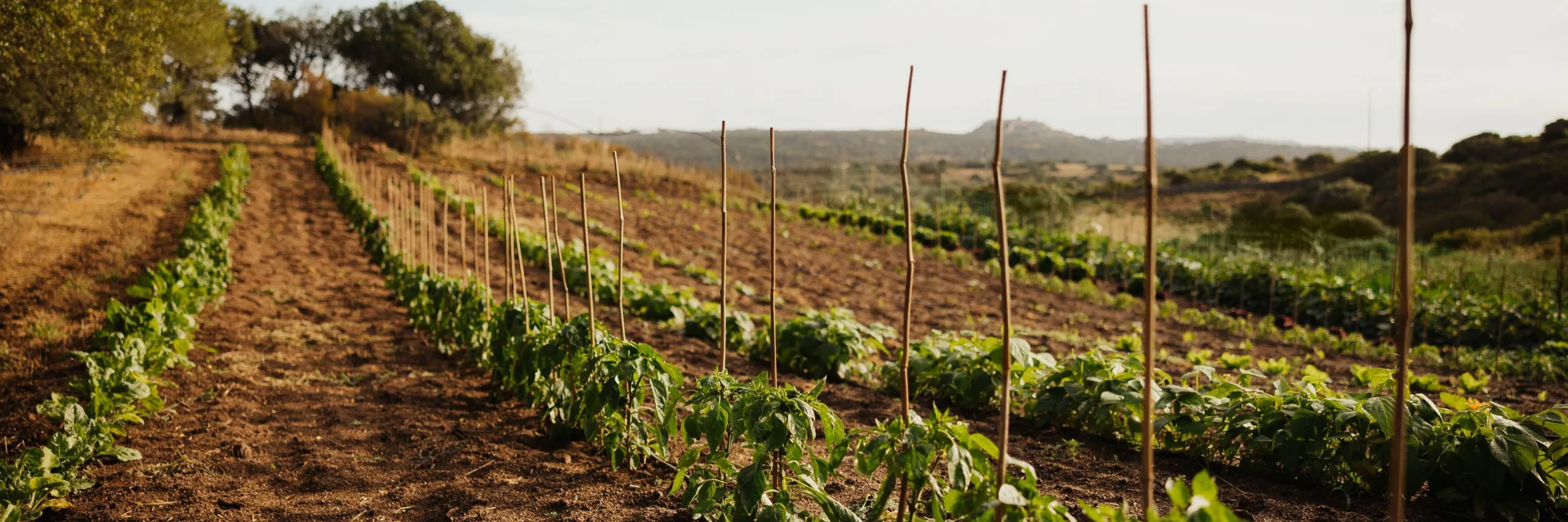 Alex Moling Nuali Agricoltura 39
