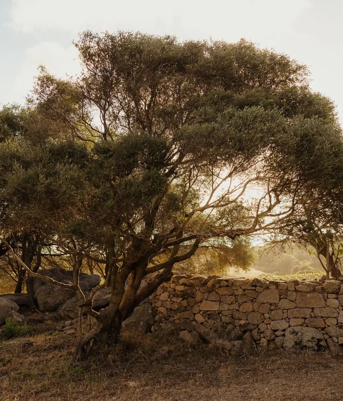 Alex Moling Nuali Agricoltura 4