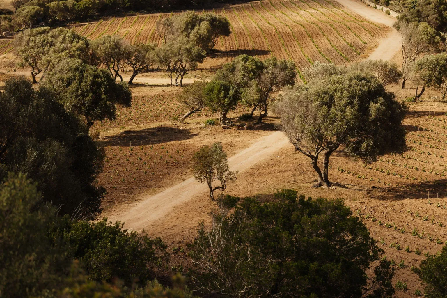 Alex Moling Nuali Agricoltura 8