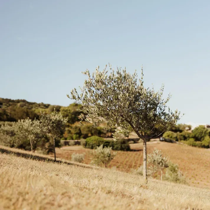Alex Moling Nuali Agricoltura 19